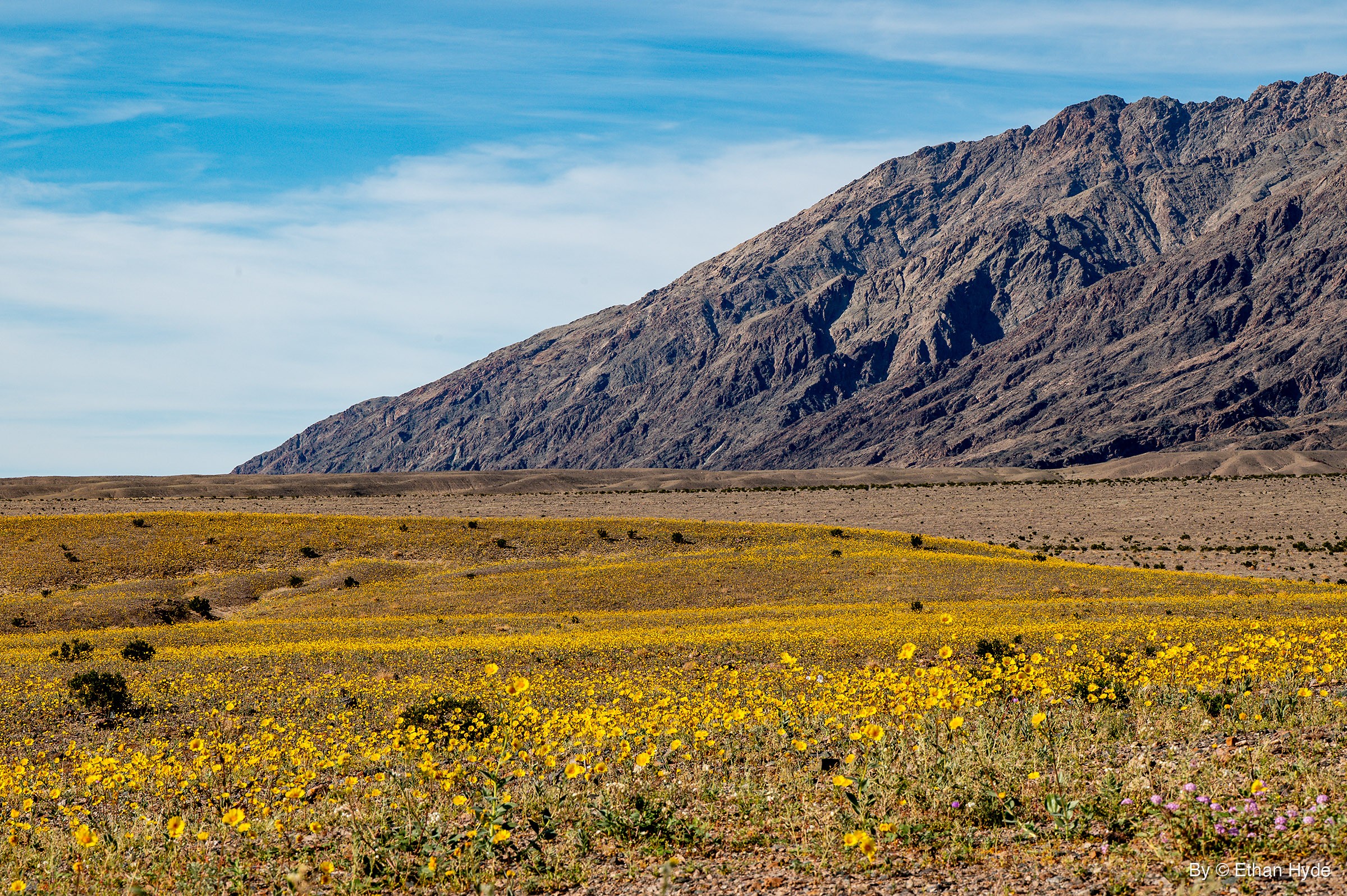 Desert Gold Below a Rock Face — Basin series print
